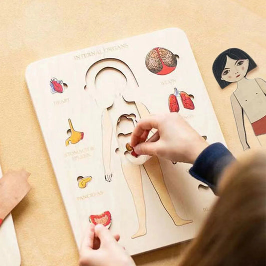Entdecke den menschlichen Körper mit unserem faszinierenden Anatomie-Holzpuzzle